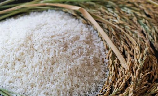 Giá nông sản hôm nay 16/8: Tiêu giữ giá, cà phê giảm phiên thứ tư liên tiếp