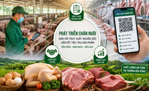 Phát triển chăn nuôi gắn với truy xuất nguồn gốc, liên kết tiêu thụ sản phẩm