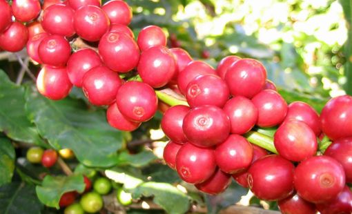 Giá nông sản hôm nay 17/8: Cà phê giảm mạnh, tiêu đi ngang, gạo ít biến động