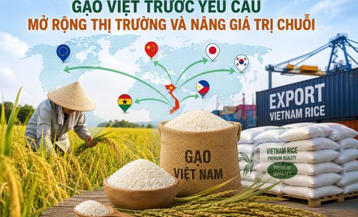 Gạo Việt trước yêu cầu mở rộng thị trường và nâng giá trị chuỗi