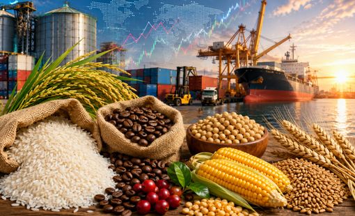 Thị trường nông sản tuần qua: Gạo xuất khẩu tăng giá, cà phê xuống thấp nhất 3 tuần