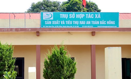 HTX Sản xuất và Tiêu thụ Rau an toàn Bắc Hồng: Giữ thương hiệu, nâng giá trị từ vùng rau truyền thống