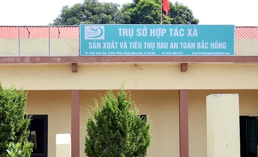 HTX Sản xuất và Tiêu thụ Rau an toàn Bắc Hồng: Giữ thương hiệu, nâng giá trị từ vùng rau truyền thống