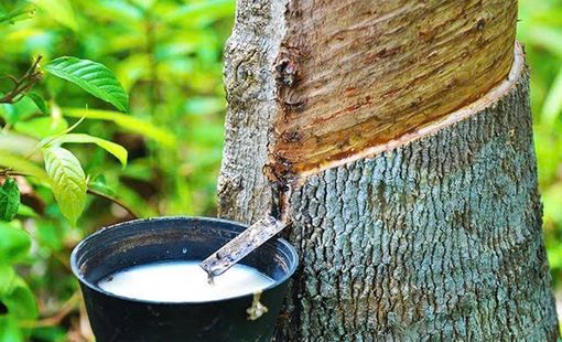 Giá cao su hôm nay 18/8: Nhật Bản, Trung Quốc đồng loạt tăng
