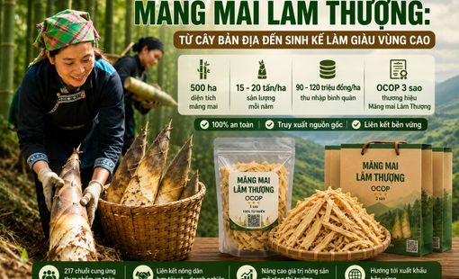 Măng mai Lâm Thượng: Từ cây bản địa đến sinh kế làm giàu vùng cao