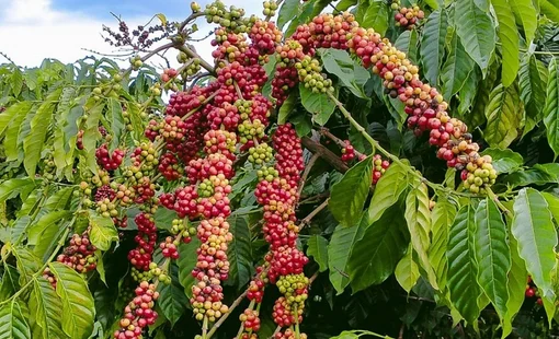 Giá nông sản hôm nay 19/8: Cà phê tăng mạnh, hồ tiêu đi ngang, lúa gạo biến động trái chiều