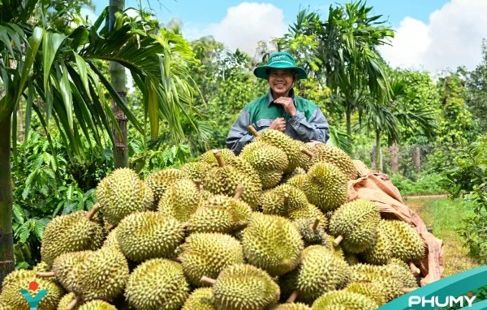 Từ bao phân đến dữ liệu đất: PVFCCo - Phú Mỹ đưa công nghệ vào vùng sầu riêng Đắk Lắk