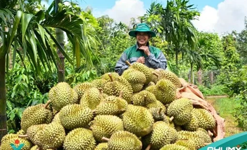 Từ bao phân đến dữ liệu đất: PVFCCo - Phú Mỹ đưa công nghệ vào vùng sầu riêng Đắk Lắk