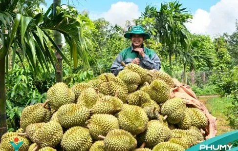 Từ bao phân đến dữ liệu đất: PVFCCo - Phú Mỹ đưa công nghệ vào vùng sầu riêng Đắk Lắk