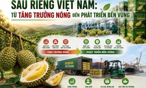 Sầu riêng Việt Nam: Từ tăng trưởng nóng đến phát triển bền vững