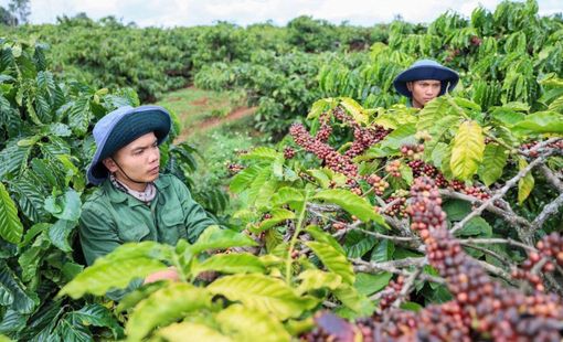 Giá nông sản hôm nay 20/8: Cà phê tăng mạnh, tiêu đi ngang, lúa gạo biến động nhẹ