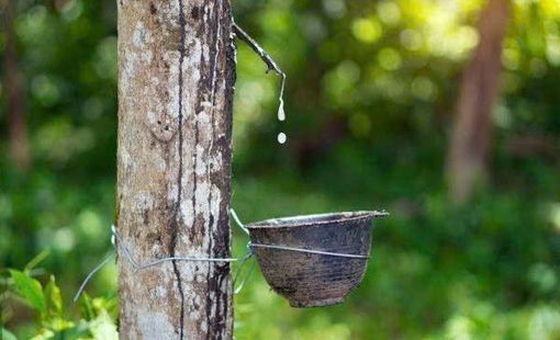 Giá cao su hôm nay 20/8: Nhật Bản, Trung Quốc cùng tăng, butadien lập chuỗi 7 phiên đi lên