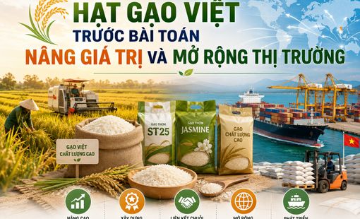 Hạt gạo Việt trước bài toán nâng giá trị và mở rộng thị trường