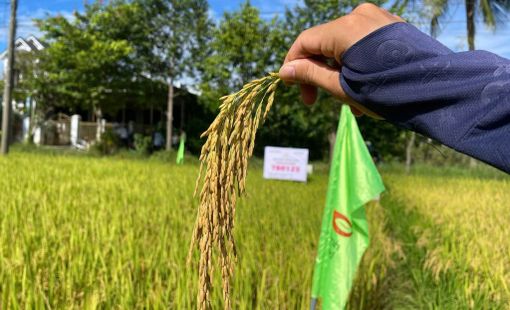 ThaiBinh Seed đưa TBR125 thử sức trên đồng đất Huế