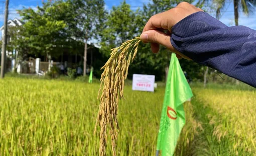 ThaiBinh Seed đưa TBR125 thử sức trên đồng đất Huế