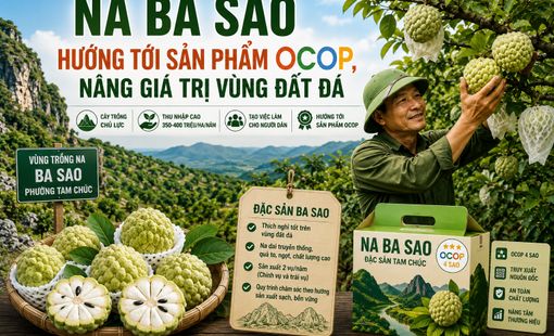 Na Ba Sao hướng tới sản phẩm OCOP, nâng giá trị vùng đất đá