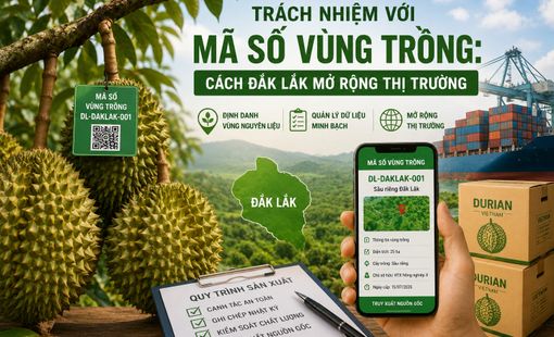 Trách nhiệm với mã số vùng trồng: Đắk Lắk mở rộng thị trường bằng dữ liệu