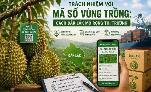 Trách nhiệm với mã số vùng trồng: Đắk Lắk mở rộng thị trường bằng dữ liệu