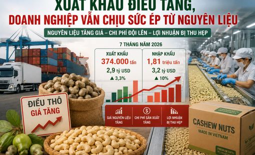 Xuất khẩu điều tăng, doanh nghiệp vẫn chịu sức ép từ nguyên liệu