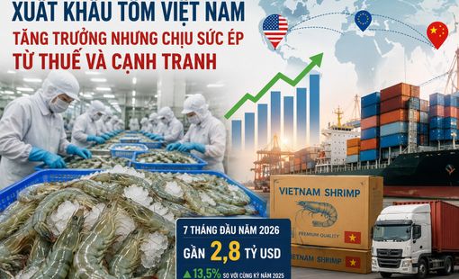 Xuất khẩu tôm Việt Nam tăng trưởng, nhưng sức ép thuế và cạnh tranh ngày càng lớn