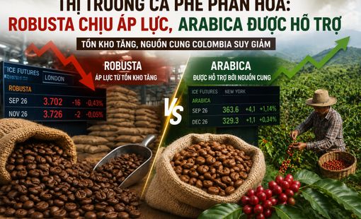 Thị trường cà phê phân hóa: Robusta chịu áp lực, Arabica được hỗ trợ