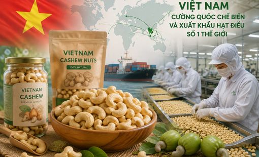 Vì sao Việt Nam trở thành “cường quốc” chế biến và xuất khẩu hạt điều?