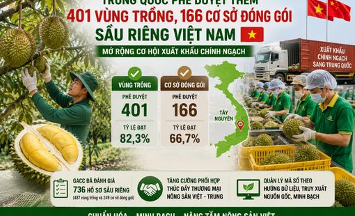 Trung Quốc phê duyệt thêm 401 vùng trồng, 166 cơ sở đóng gói sầu riêng Việt Nam