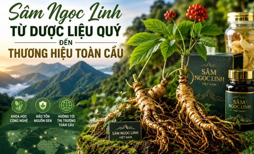 Sâm Ngọc Linh: Từ dược liệu quý đến thương hiệu quốc gia vươn ra thị trường toàn cầu