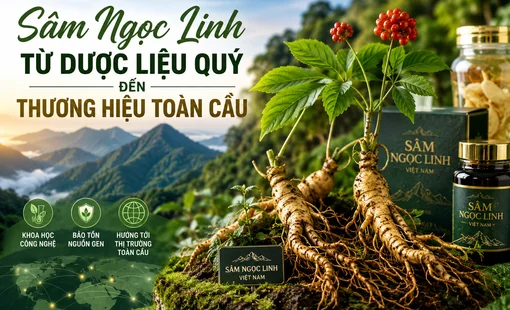 Sâm Ngọc Linh: Từ dược liệu quý đến thương hiệu quốc gia vươn ra thị trường toàn cầu