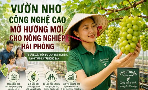 Vườn nho công nghệ cao mở hướng mới cho nông nghiệp Hải Phòng