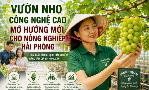 Vườn nho công nghệ cao mở hướng mới cho nông nghiệp Hải Phòng