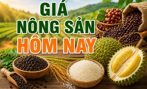 Giá nông sản hôm nay 25/8: Cà phê tăng, hồ tiêu đi ngang, lúa gạo ít biến động