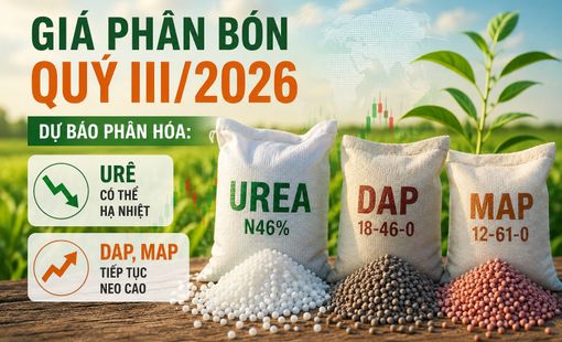 Giá phân bón quý III/2026: Urê hạ nhiệt, DAP và MAP tiếp tục neo cao