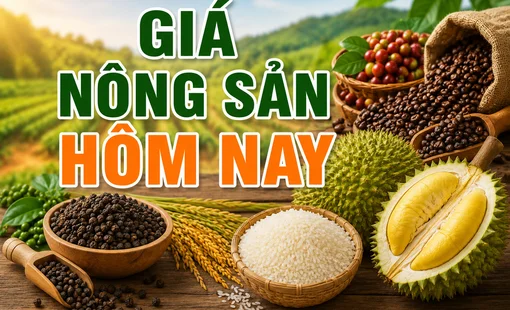 Giá nông sản hôm nay 27/8: Cà phê giảm, hồ tiêu đi ngang, lúa gạo chịu sức ép