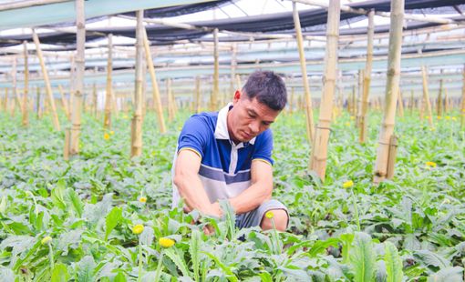 Anh Bùi Văn Khá và hành trình biến đất lúa Bãi Tháp thành "thủ phủ" hoa công nghệ cao