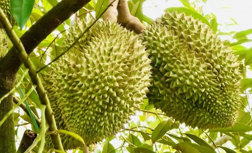 Giá sầu riêng hôm nay 28/8: Giá sầu Thái biến động, hàng đẹp giữ giá cao