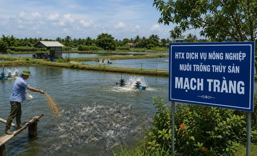 HTX Dịch vụ Nông nghiệp Nuôi trồng thủy sản Mạch Tràng: Gắn kết thành viên, phát triển nghề nuôi trồng thủy sản