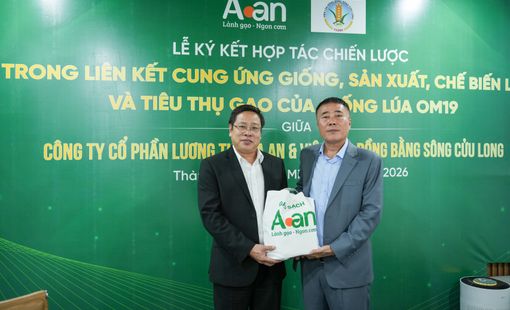 A An và Viện Lúa ĐBSCL hợp tác phát triển OM19, kiến tạo chuỗi giá trị lúa gạo chất lượng cao
