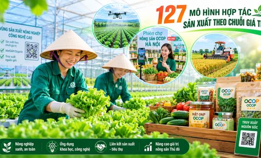 Hà Nội phát triển 127 mô hình hợp tác sản xuất theo chuỗi giá trị