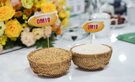 Giá nông sản hôm nay 29/8: Cà phê giảm mạnh, lúa gạo chịu áp lực, giá tiêu đi ngang