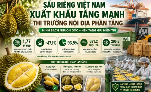 Sầu riêng xuất khẩu tăng mạnh, thị trường nội địa cần minh bạch nguồn gốc