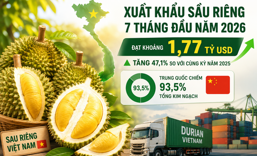 Xuất khẩu sầu riêng 7 tháng đạt 1,77 tỷ USD: Trung Quốc vẫn chi phối, giá bán bắt đầu chịu sức ép