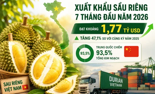 Xuất khẩu sầu riêng 7 tháng đạt 1,77 tỷ USD: Trung Quốc vẫn chi phối, giá bán bắt đầu chịu sức ép