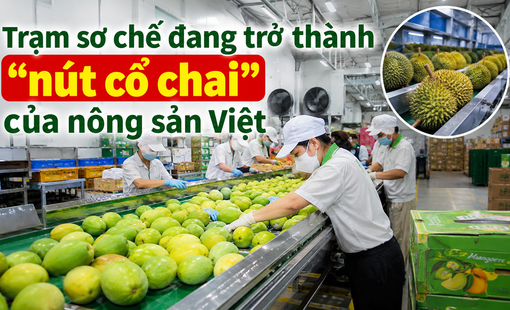 Trạm sơ chế đang trở thành “nút cổ chai” của nông sản Việt