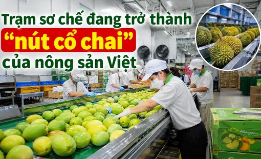 Trạm sơ chế đang trở thành “nút cổ chai” của nông sản Việt