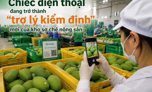 Chiếc điện thoại đang trở thành “trợ lý kiểm định” mới của kho sơ chế nông sản