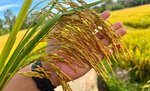 ThaiBinh Seed: TBR85 cho tín hiệu tích cực trước vụ thu hoạch Hè Thu 2026 tại Gia Lai