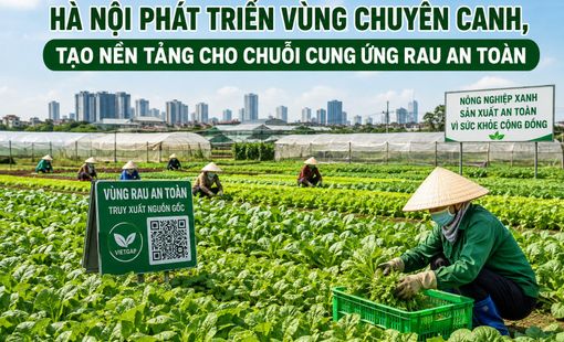 Hà Nội phát triển vùng chuyên canh, tạo nền tảng cho chuỗi cung ứng rau an toàn