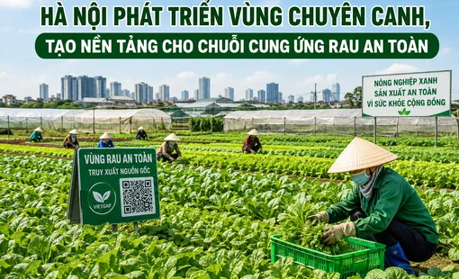 Hà Nội phát triển vùng chuyên canh, tạo nền tảng cho chuỗi cung ứng rau an toàn