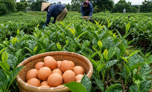 Chè Thái Nguyên bón trứng gà: Mô hình lạ ở Vô Tranh giúp nâng cao chất lượng chè